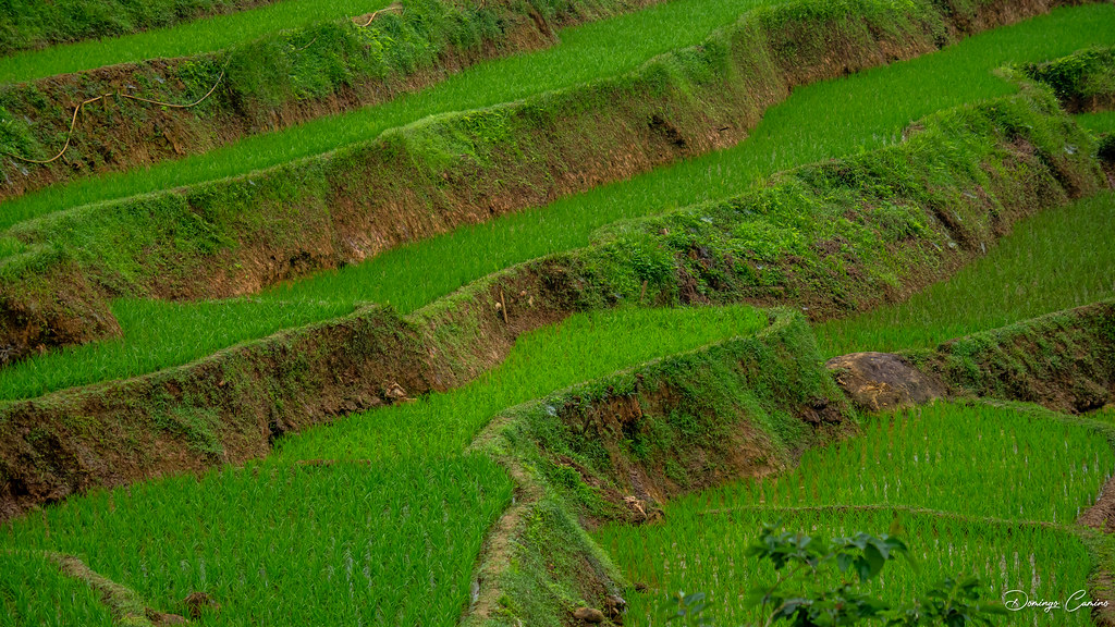 Arrozales/ rice paddies/arrossars Vietnam