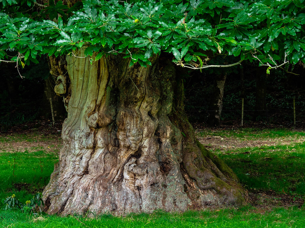 Chestnut tree in Ireland