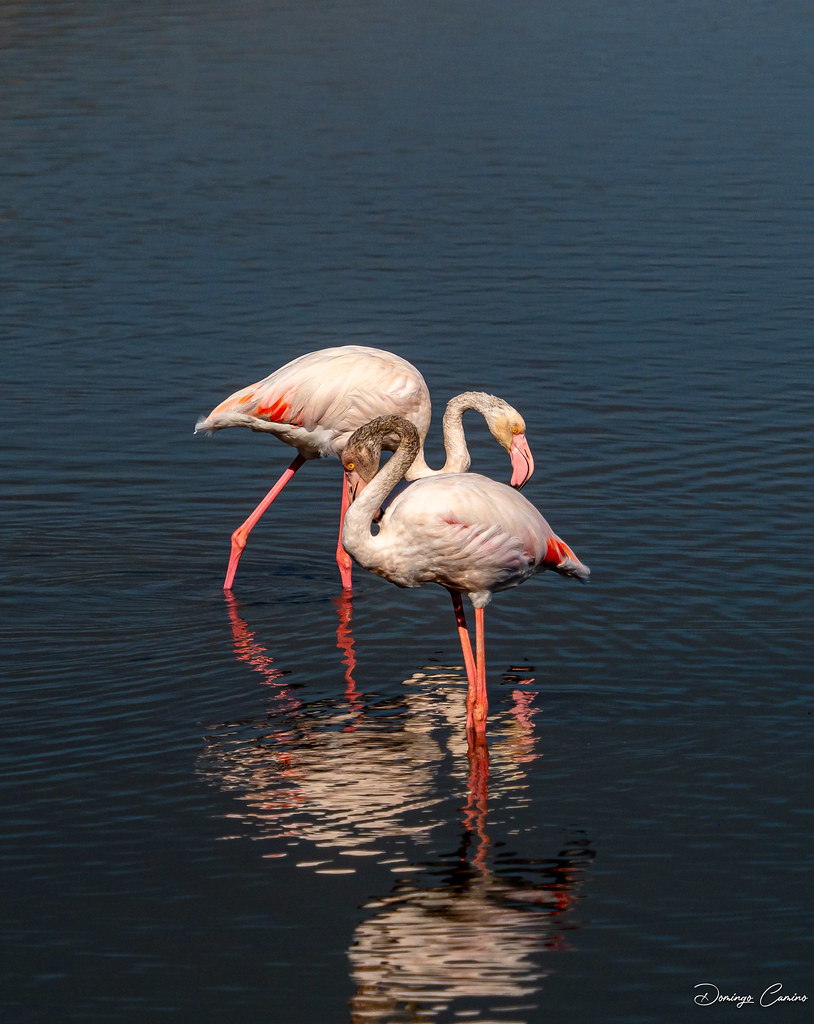 Flamingos/flamencs/flamencos en la Albufera de Mallorca.Spain.