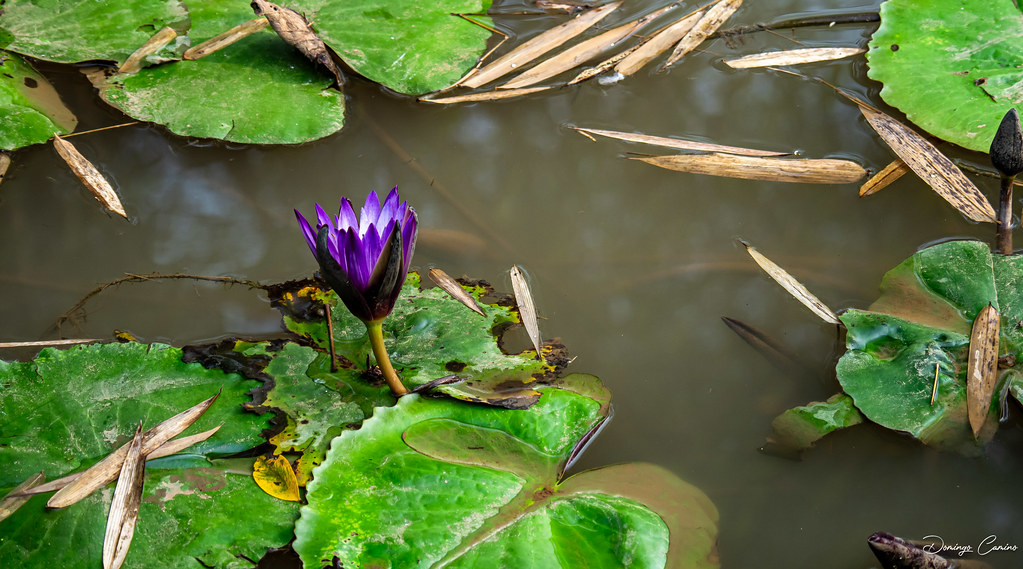 Flor d'aigo.