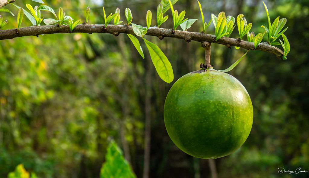 Fruita de Vietnam.