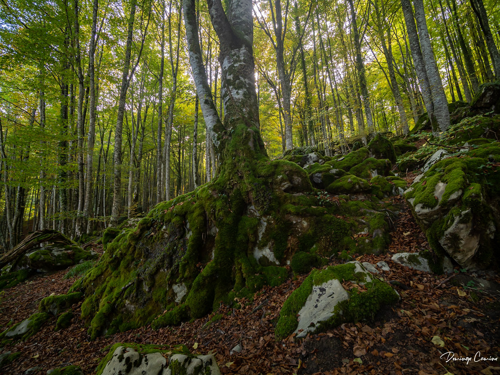 Hayedos/ Fagedes/ Foz de Lumbier. Navarra. España.