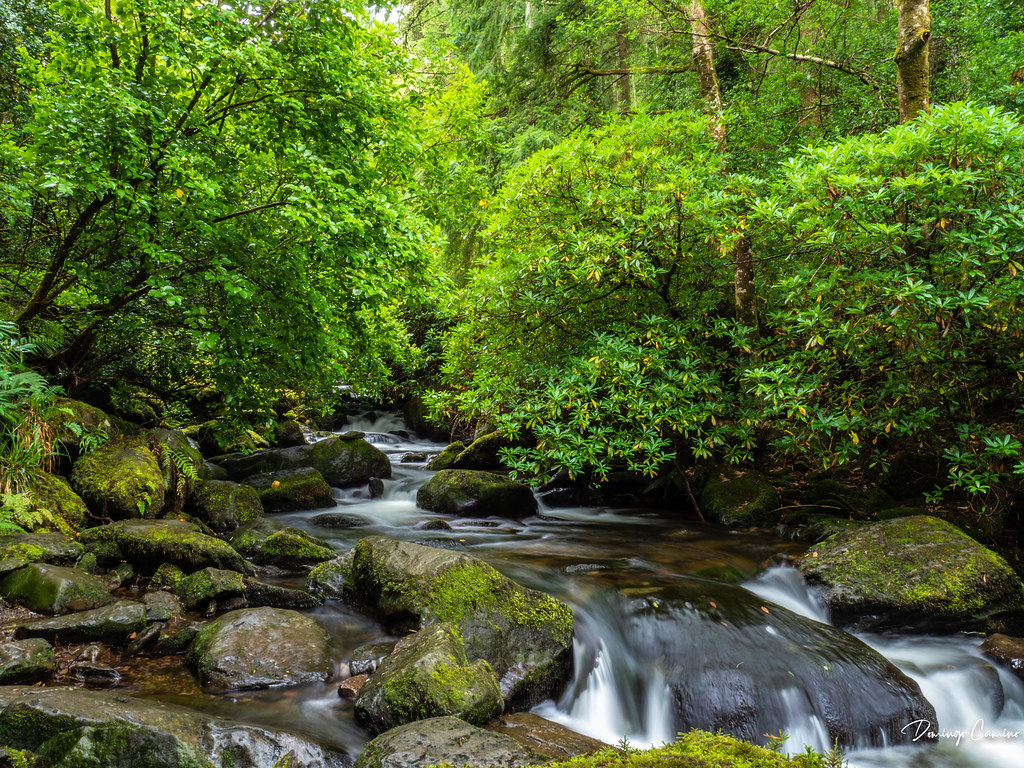 Killarney National Park Ireland/ Irlanda.