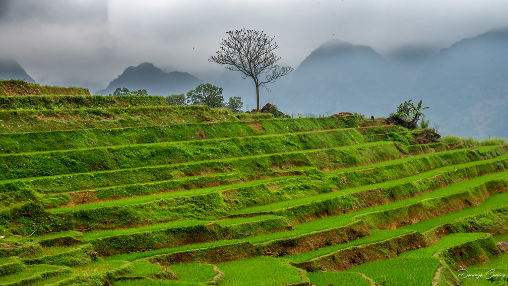 Mai Chau. Vietnam. Rice paddies.