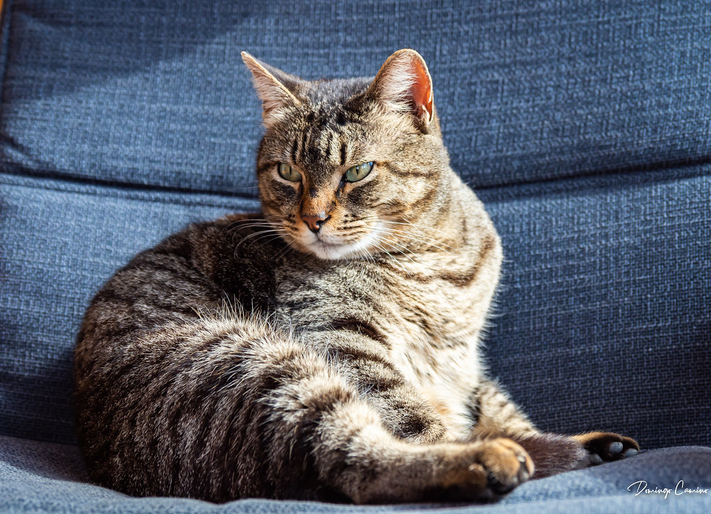 Mi gato/ El meu moix.