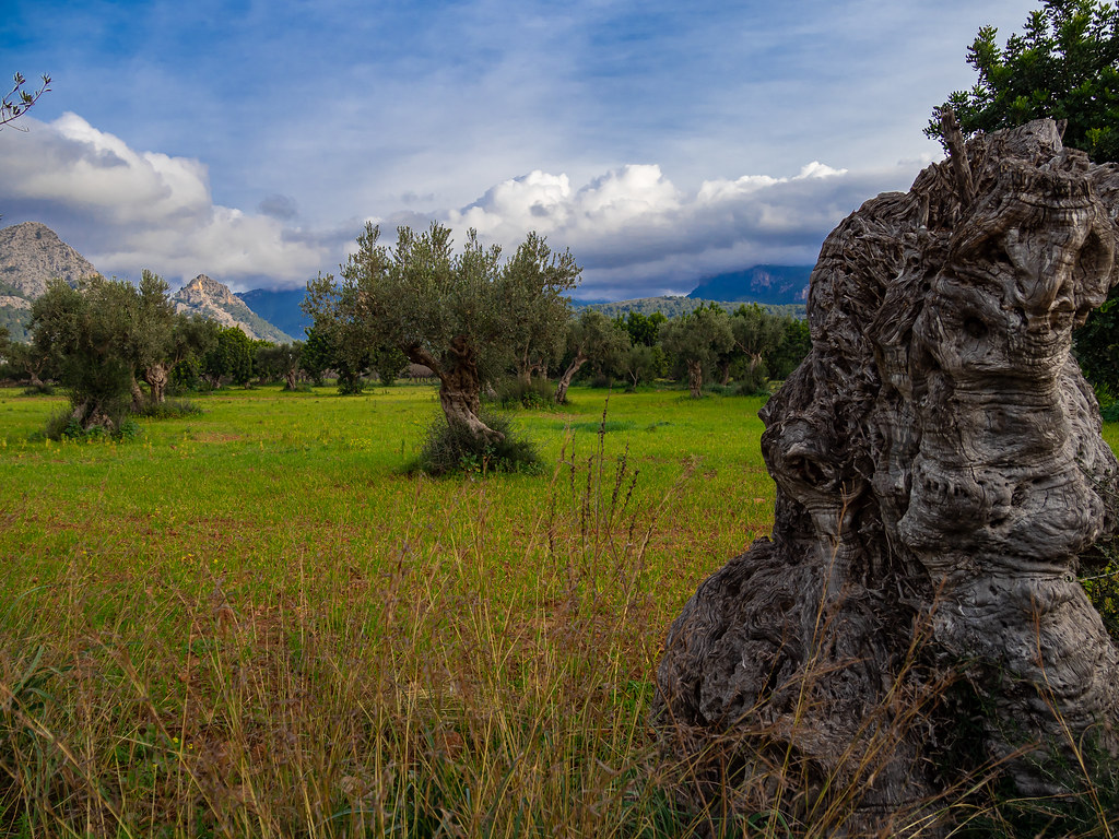 Olivos de Mallorca. España.