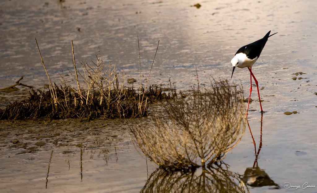 Parc Natural de s'Albufera, Mallorca. Spain.