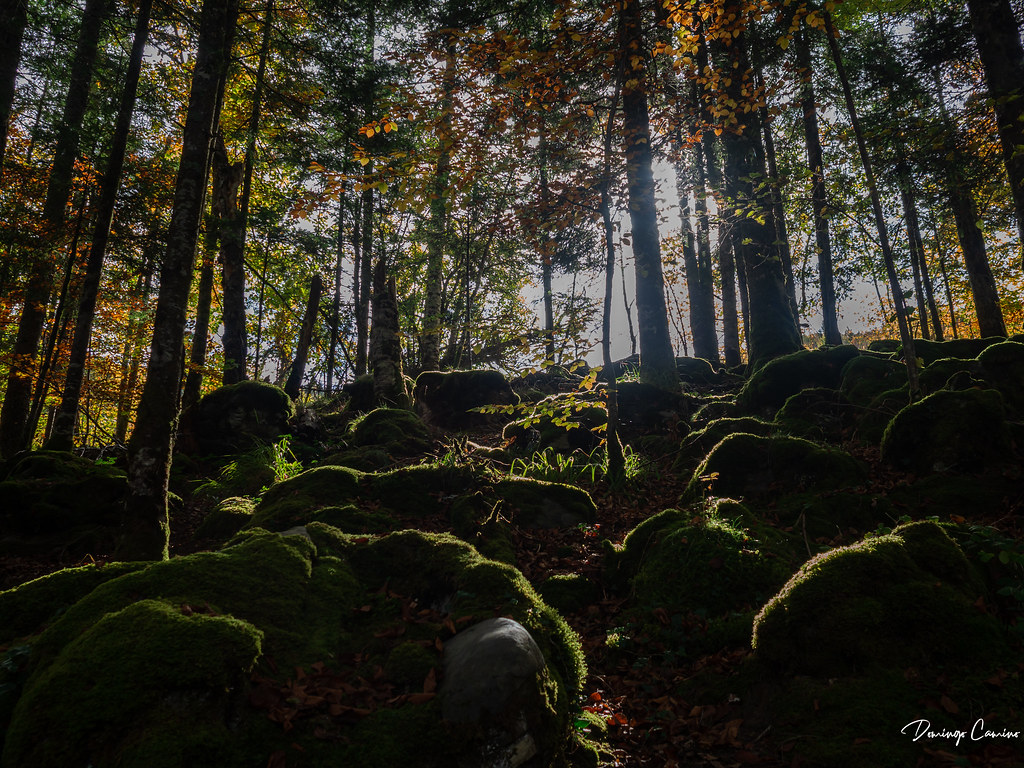 Selva de Irati, Navarra.