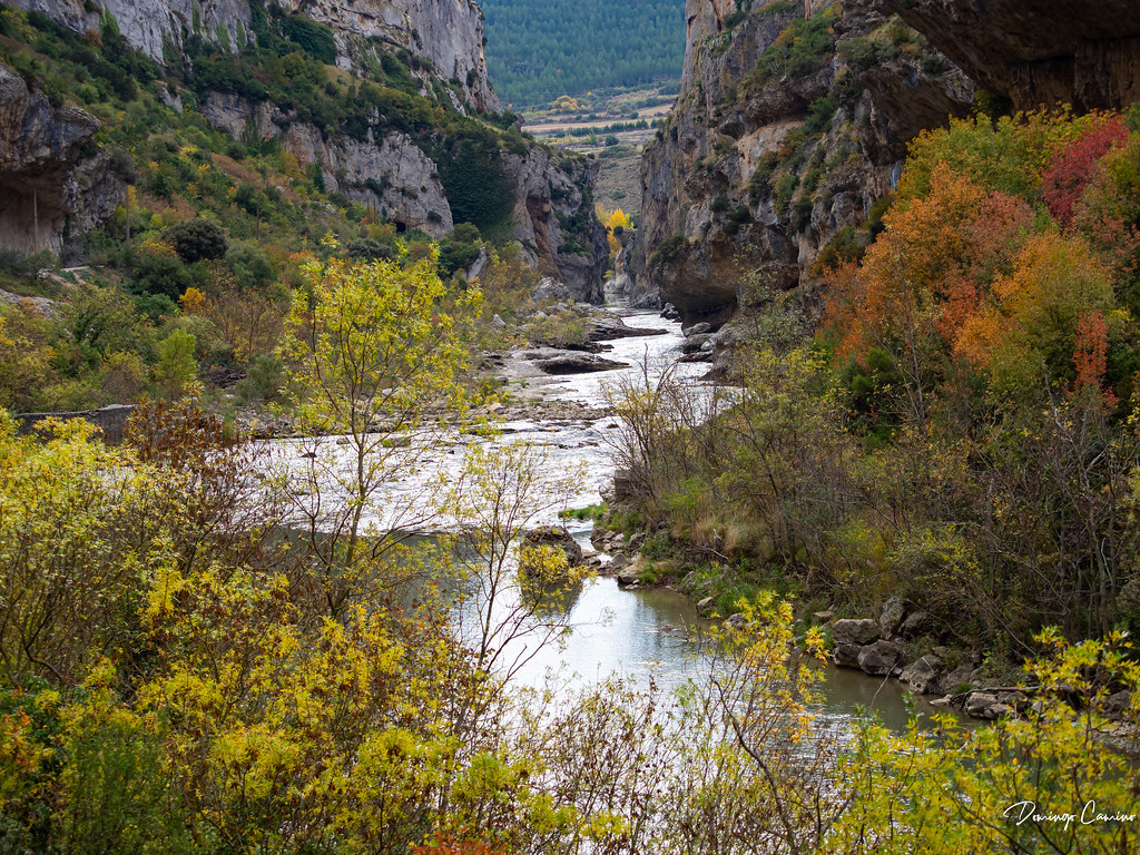 Selva de Irati, Navarra. Spain